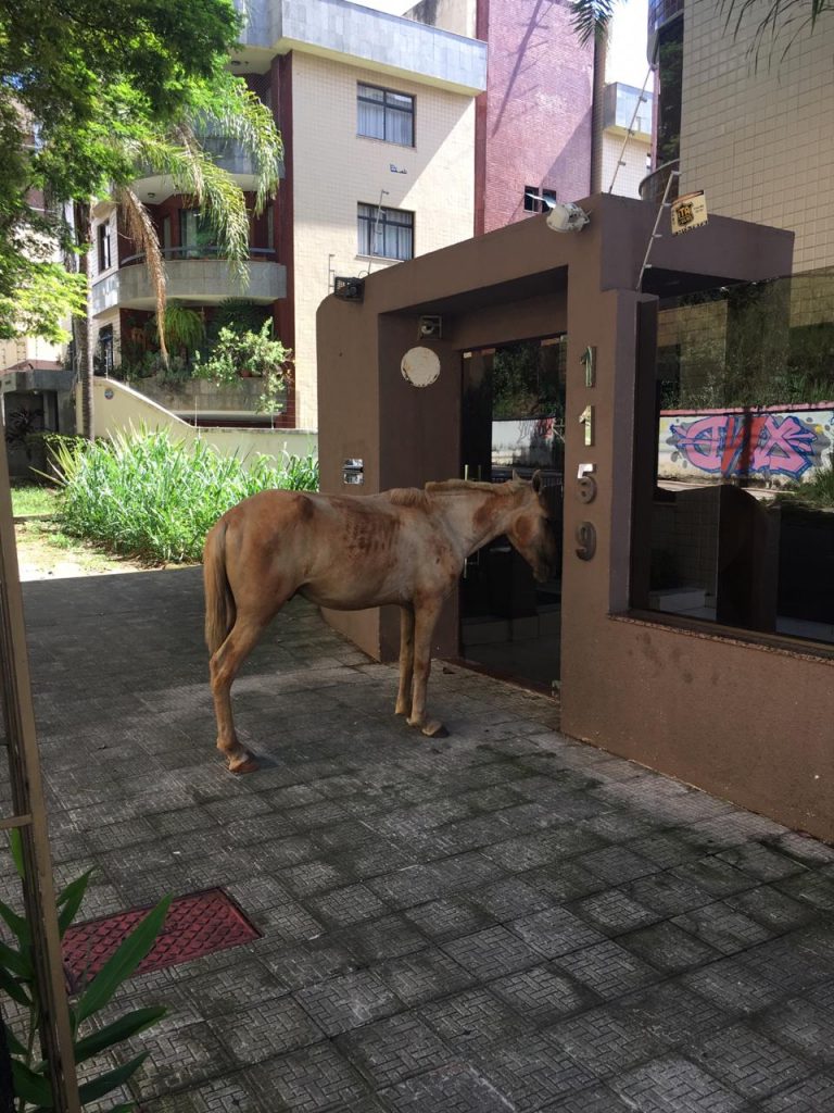 Por que eu não quebro animais na cerca, ONDE PODE ESTAR O ERRO EM  QUEBRAR ANIMAL NA CERCA?, By Marquinho Muladeiro ML